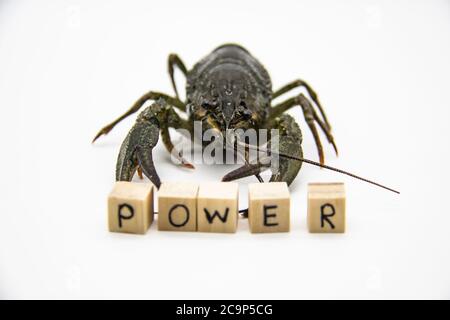 A fresh crayfish from the river on a white background with  small wooden cubes with letters isolated on white background. A word power with crayfish b Stock Photo