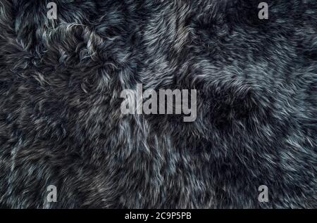 Sheepskin rug dark background. Wool texture. Sheep fur Stock Photo