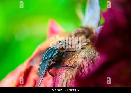 Fly on a rotten rose Stock Photo