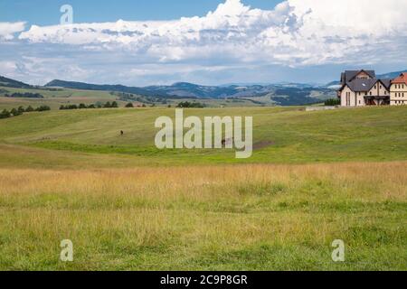 Zlatibor, Serbia - July 25. 2020 Horses on a meadow graze on a sunny summer day. Landscape and nature resort Stock Photo