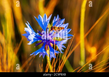 a fly that looks like a bee sitting on a cornflower in a cornfield Stock Photo