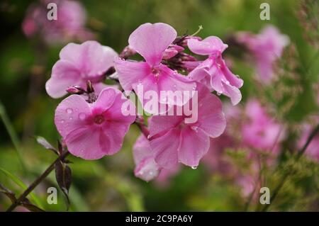 pink flowers of phlox after rain Stock Photo