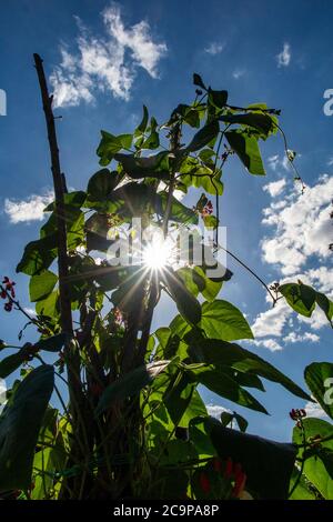 A runner bean plant in summer sunshine Stock Photo