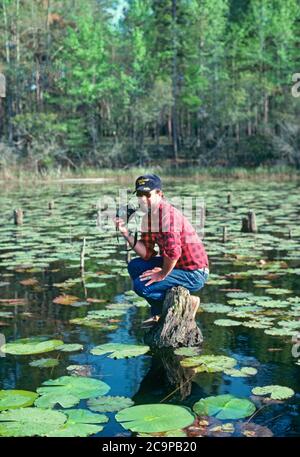 A photographer or man with a camera sitting on a half-submerged stump in the alligator and snake infested water of Lake Seminole in Florida. Stock Photo