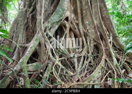 Small-leaved Fig (Ficus obliqua) - buttress root detail. July 2020. Cow Bay. Daintree National Park. Queensland. Australia. Stock Photo