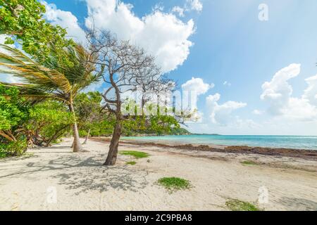 La Saline beach in Guadeloupe under a cloudy sky. Caribbean sea Stock
