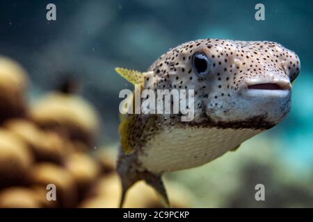 A Porcupine Pufferfish in the open water in Bonaire. Stock Photo