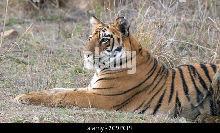 close up side view of a tiger cub laying down at tadoba Stock Photo