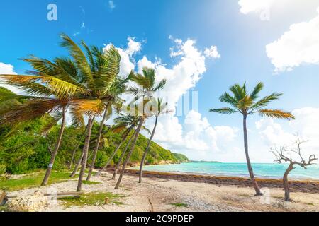 La Saline beach in Guadeloupe under a cloudy sky. Caribbean sea Stock
