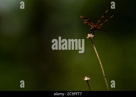 A Halloween pennant Dragonfly resting on a wildflower. Stock Photo