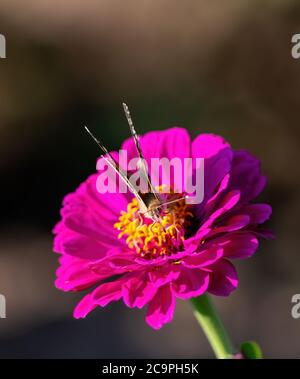 A Painted Lady Butterfly looking straight ahead while sipping nectar from a vibrant, deep pink Dahlia flower. Stock Photo
