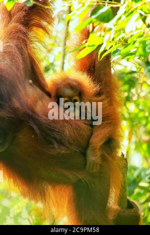 Baby Sumatran orangutan next to its mother n Gunung Leuser National Park, Sumatra, Indonesia. Sumatran orangutan is endemic to the north of Sumatra an Stock Photo