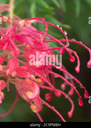 Macro of a Red Grevillea 'Robyn Gordon', a native shrub,  wet and covered in water droplets Stock Photo