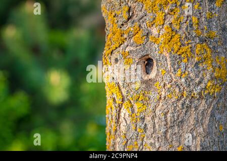 Tree trunk isolated from nature background. Abstract ecology concept. Stock Photo