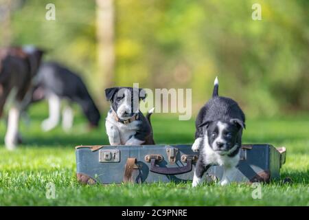 Border Collie puppy in nature. Adorable portrait of amazing healthy and happy black and white border collie puppy Stock Photo