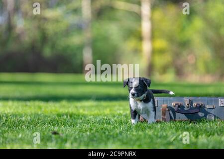 Border Collie puppy in nature. Adorable portrait of amazing healthy and happy black and white border collie puppy Stock Photo