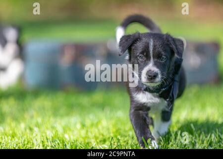 Border Collie puppy in nature. Adorable portrait of amazing healthy and happy black and white border collie puppy Stock Photo