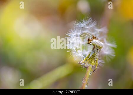 Sunrise closeup of spring fluffy dandelion. Nature macro shot of a dandelion with dew or rain drops Stock Photo