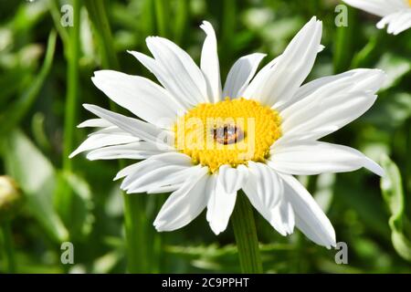 Ladybird on daisy. Image about summer  and flowers. High resolution photo. Selective focus. Shallow depth of field. Stock Photo