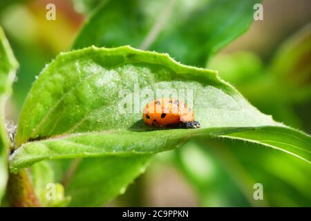 Light Orange Ladybug larva on the green leaf, pupal stage. High resolution photo. Selective focus. Shallow depth of field. Stock Photo