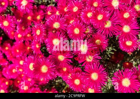 Lilac flowers abstract background. Close up view of purple chrysanthemum on white background Stock Photo