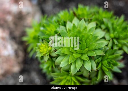 Closeup of nature view green leaf on blurred greenery background under sunlight with bokeh copy space using as background natural plants landscape Stock Photo