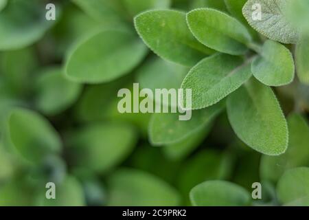 Closeup of nature view green leaf on blurred greenery background under sunlight with bokeh copy space using as background natural plants landscape Stock Photo
