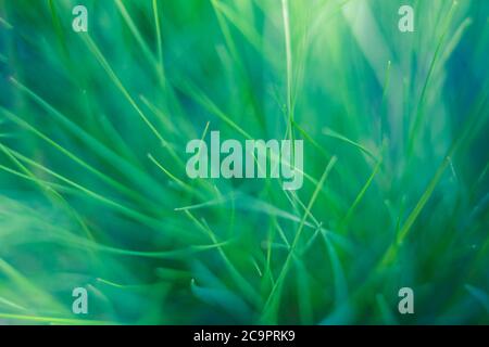 Spring summer background with green grass. Closeup of fresh green grass for wallpaper design. Natural summer spring greenery meadow pasture with blur Stock Photo