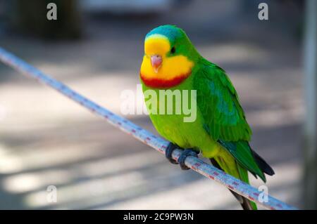 Canberra Australia,  Polytelis swainsonii or Superb parrot an australian native perched on a rope Stock Photo