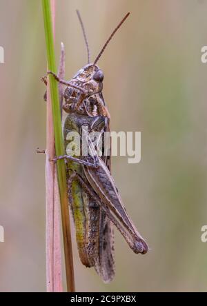 A field grasshopper resting on the stem of a tall grass. Stock Photo