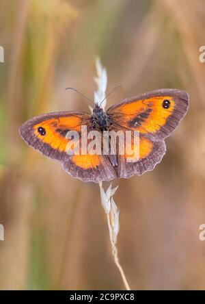 A beautiful Gatekeeper butterfly resting on a stem of grass seeds. Stock Photo