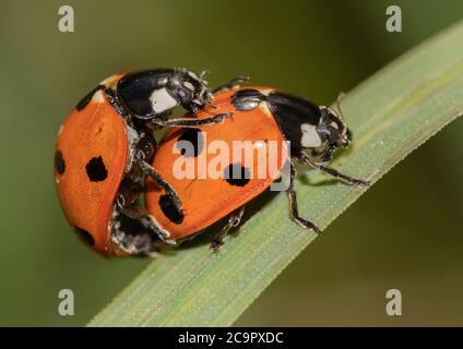 A pair of mating 7 spotted ladybirds Stock Photo