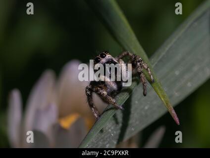 A small Zebra Jumping spider, sitting on a grass leaf. Stock Photo