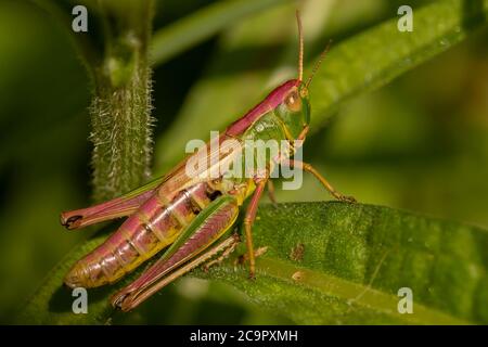 A Meadow grasshopper sitting among the bushes. Stock Photo