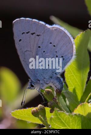 A Holly Blue Butterfly laying eggs on flower bud. Stock Photo