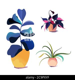 Vector potted houseplant collection. Various indoor plants. Stock Vector