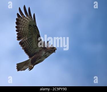 Common Buzzard , Buteo buteo in flight Stock Photo