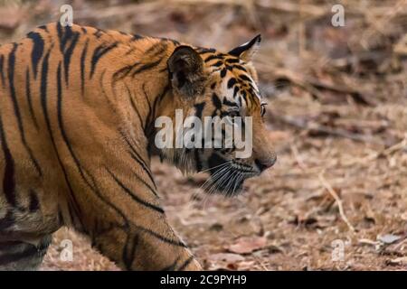 Great Bengal Tiger male in their nature habitat. Close Up of Tiger walk. Wildlife scene with Danger Animal. Hot summer in India. Dry area Stock Photo