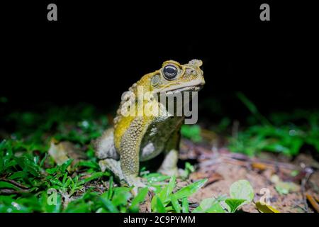Cane Toad Stock Photo
