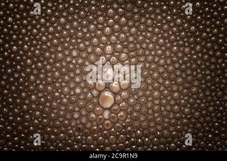 Genuine brown stingray skin closeup. Super macro Leather texture background with vignette. Stock Photo
