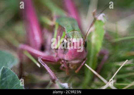 Common wart-biter, female (Decticus verrucivorus) Stock Photo
