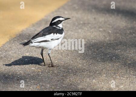 African Pied Wagtail (Motacilla aguimp) standing in the road in Kruger, South Africa with bokeh Stock Photo
