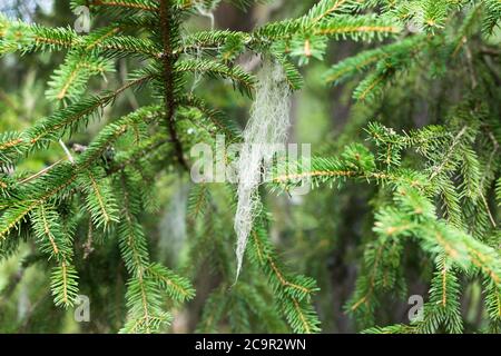 Closeup of hanging tree lichen (Usnea) on spruce twig Stock Photo