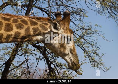 Male giraffe (Giraffa camelopardalis) head closeup stripping leaves off of a thorn tree with his long tongue in South Africa Stock Photo