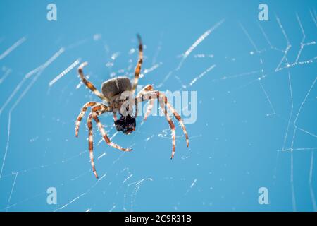 European garden spider, diadem spider, orangie, cross spider or crowned orb weaver Eating close up Stock Photo