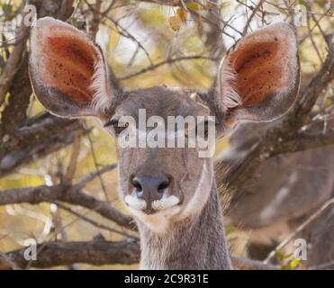 Female Greater Kudu (Tragelaphus strepsiceros) closeup head portrait with large ears and trees in the background Stock Photo