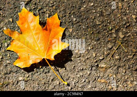 Yellow maple leaf on the asphalt. Symbol of autumn - fallen leaf of a tree on a dark background. Fallen autumn brown maple leaf on road. Copy space. T Stock Photo