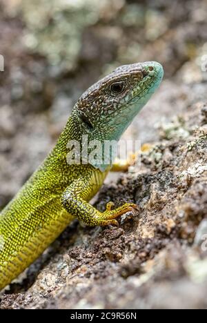 Green Lizard - Lacerta viridis, Croatia, beautiful small lizard from European meadows and grasslands, Pag island, Croatia, Europe. Stock Photo