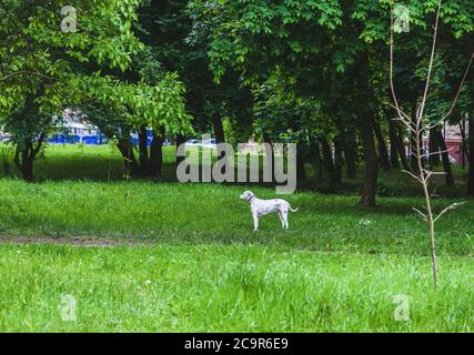 Spotted Dalmatian dog standing alone and waiting owner in summer park at sunset Stock Photo