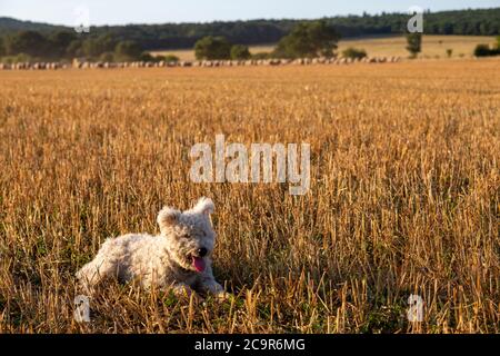 Pumi shepherd dog with the sheep in the distance in rural Hungary Stock Photo